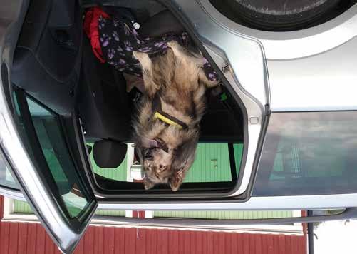 skadad och intryckt. Hur stor ska då en bra hundbur vara? Längd = hundens längd från nosspets till sittbensknöl när hunden står i normal ställning gånger 1,10 Bredd = hundens bröstbredd gånger 2,5.