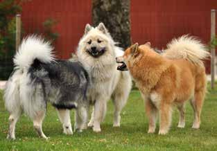 Maria med Foxfire Incredible Iouri och jag med Leiionspitz Wildstar Wilja samt Leiionspitz Cheerful
