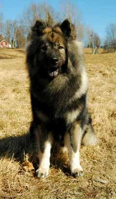 Mobil: 070-577 42 90 Twin Dogs Sofi och Linda Karlsson Linköping Mobil: 073-64 77 695 / 073-67 13 258 Brännabråns Anette Lindeborg Härnösand Mobil: 070-695 05 06 Chikaraspitz Sara Ljusterfors Ekerö