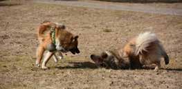 se sid 16 Hundgodis sid 18 Hund i bilen sid 22 Rallyhelg Omslag framsida: Isko (Ex Amino s