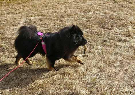 Valpen kan få testa följa ett spår av godbitar och hunden som nått några månaders ålder kan testa på korta viltspår. För att komma igång behövs en sele, en spårlina på max tio meter, blod (t.ex.
