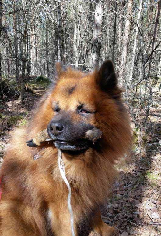 Före spåret kan man låta hunden lukta på blodet och klöven för att väcka nyfikenheten. Snitsla sedan upp en sträcka som du sedan ska följa vid spåret.