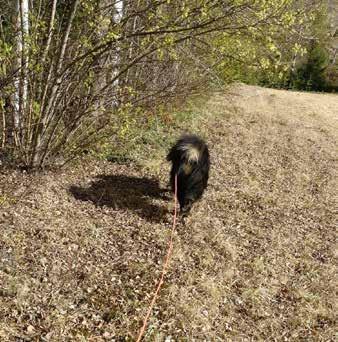 Vi gick kursen på en lördag och testade på att viltspåra för första gången. På söndagen gjorde vi anlagsprovet och klarade det.