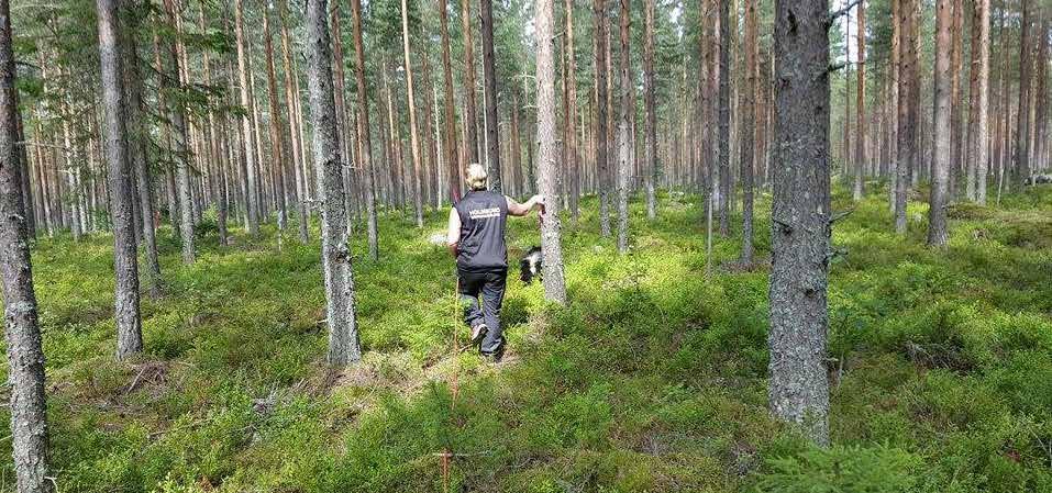 Det är alltid viktigt att först testa på ett långt avstånd så man ser hur hunden reagerar. Sedan om man ser att det går bra går det alltid att lägga nästa viltspår lite närmare.