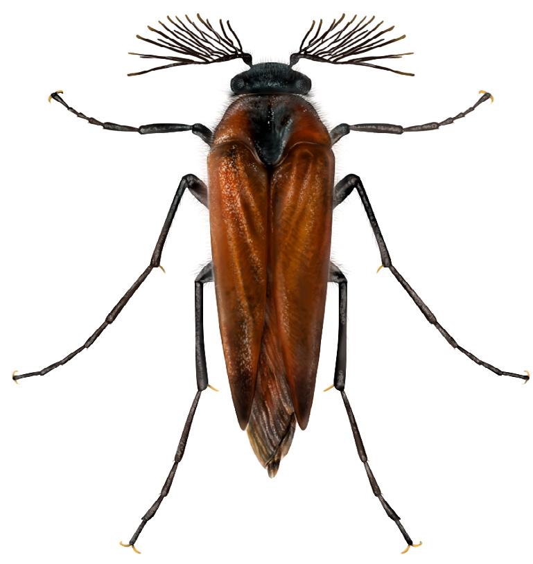vespidae: vespinae 11 En parasitstekel som kan göra stor skada i getingbon är arten Sphecophaga vesparum i familjen brokparasitsteklar (Ichneumonidae).