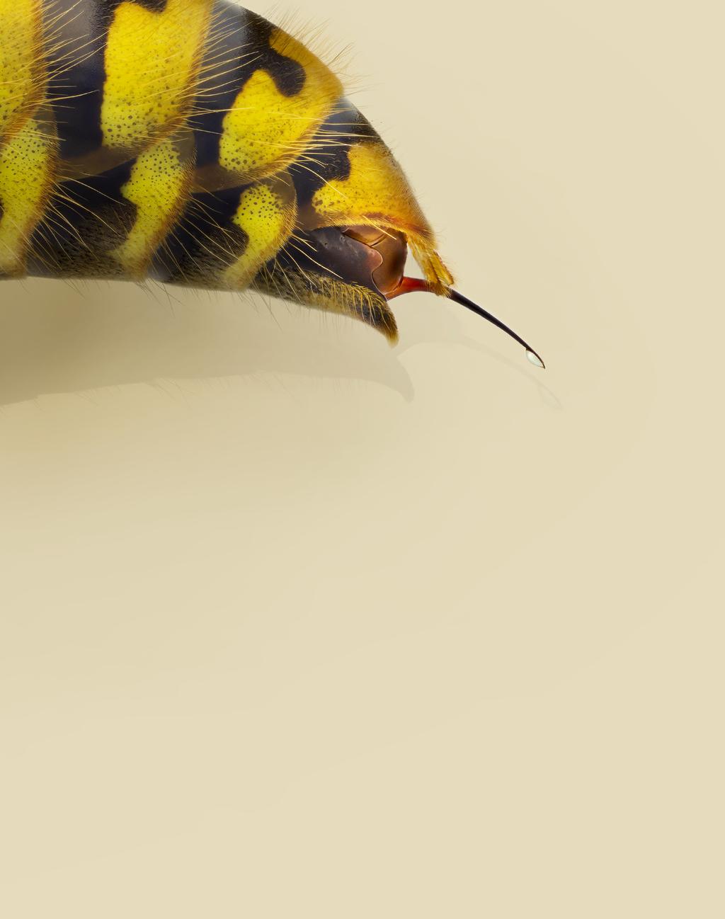 2 nationalnyckeln till sveriges flora och fauna FOTO: CHRISTOPHER REISBORG Getinggifternas sammansättning och effekter Getingarnas gift innehåller en komplex blandning av olika biologiskt aktiva