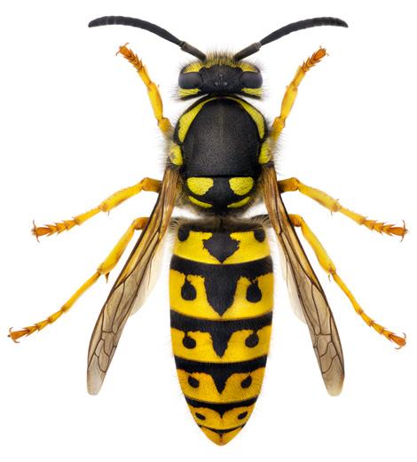 vespidae: vespinae 3 Släktskapsförhållandena mellan släkten och nordiska arter av sociala getingar Provespa spp.