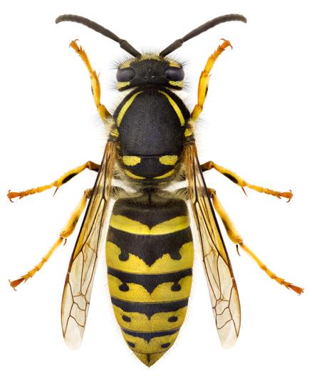 Vespula austriaca Vespula rufa Vespula germanica Vespula vulgaris Fyra släkten ingår i underfamiljen Vespinae, varav tre är representerade i Norden; bålgetingar Vespa, långkindade getingar