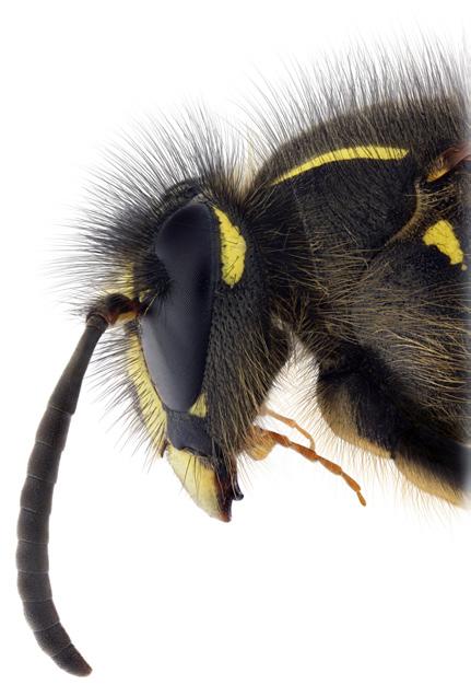 På bilden ses en bålgetinghane Vespa crabro och att man kan hålla i den utan att riskera att bli stucken. Hanarna känns igen på att de har långa, slanka antenner och en smal, långsträckt bakkropp.