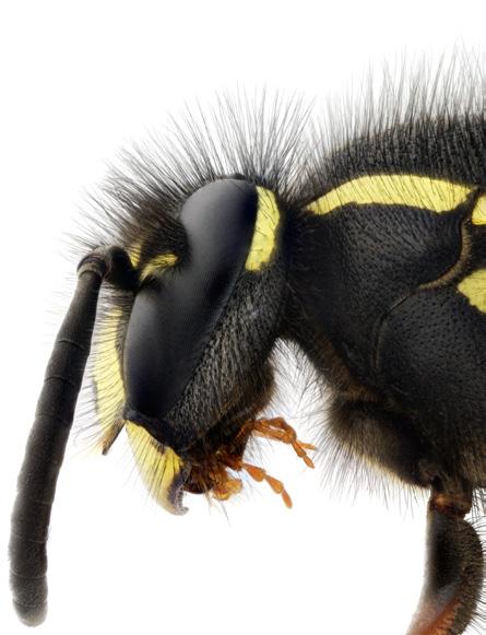 kortkindad Bålgetingdrottning Vespa crabro i sin övervintringsplats i marken. FOTO: JAN EDELSJÖ andra insekter som byten åt larverna och besöker huvudsakligen blommor för att själva få näring.
