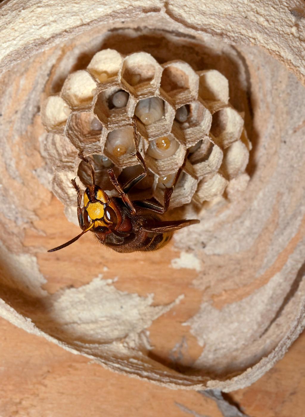 vespidae: vespinae pappersmassa, bygga på boet, lägga ägg, jaga lämp liga byten och mata larverna. Larverna ömsar hud fyra gånger efterhand som de växer (dvs. de har fem larvstadier).