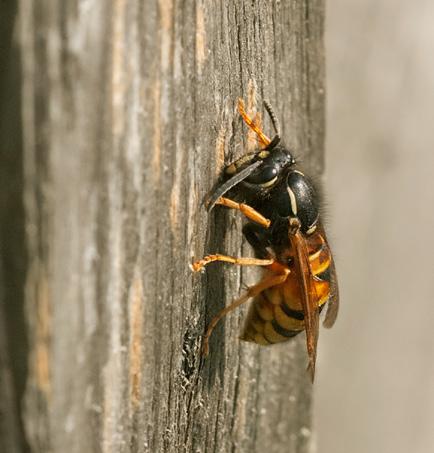 Bålgetingar Vespa och jordgetingar Vespula bygger vanligen sina bon i hå ligheter; de förstnämnda helst i träd, de sistnämnda antingen i skrymslen i uthus etc. eller i håligheter i FOTO: BO G.