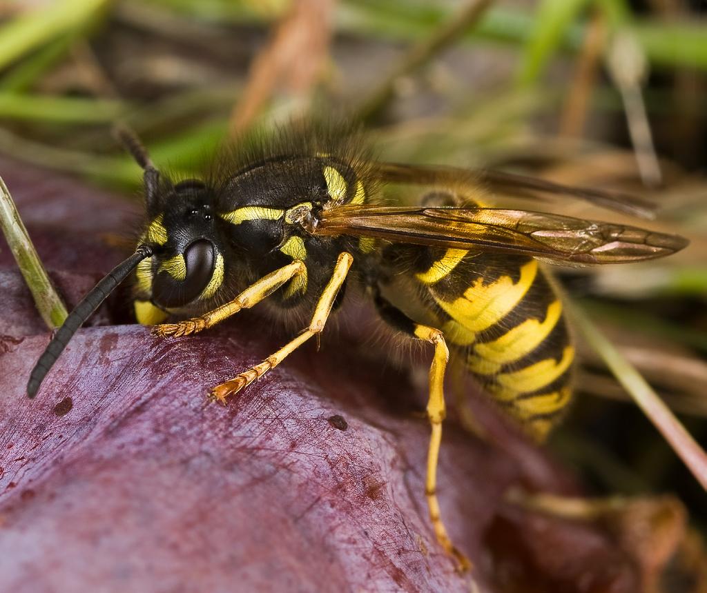 vespidae: vespinae 7 tydligt som ett par centimeter långa och 2 5 mm breda, ljusa streck i fiberriktningen. Fibrerna tuggas och blandas med saliv, som binder ihop massan till en formbar smet.