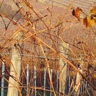 Vinets dag Resebilaga Vinets dag Resebilaga