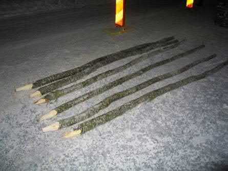Samtliga sticklingar var cirka 3 meter långa.