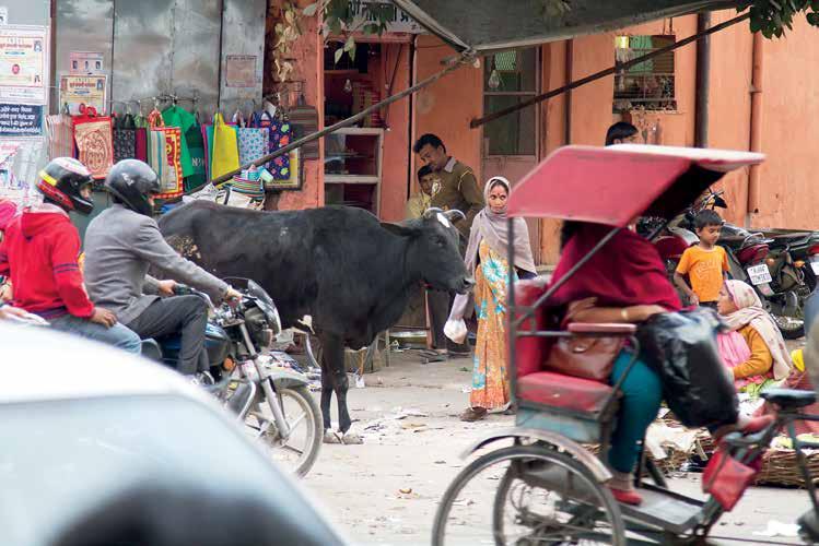 74 En ko mitt i trafikvimlet är inte vad vi är vana vid. Men i Indien är det inget märkvärdigt med det. I den hinduiska tron är kon helig.