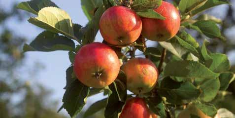 Värdet av bins pollinering av grödor i Sverige beräknas till 189 325 miljoner kronor per år, och värdet av honungsproduktion till 117 135 miljoner kronor per år.