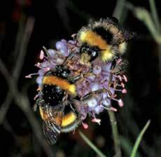 Att gynna bin och andra pollinerande insekter är därför en åtgärd med stor ekonomisk betydelse. Humlor är värdefulla pollinerare. Många djur utför ekosystemtjänster, så även fåglar.
