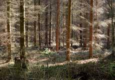Hoten mot biologisk mångfald Att arter dör ut är en naturlig process, men utdöendehastigheten är idag 100 till 1000 gånger snabbare på grund av mänskliga aktiviteter.