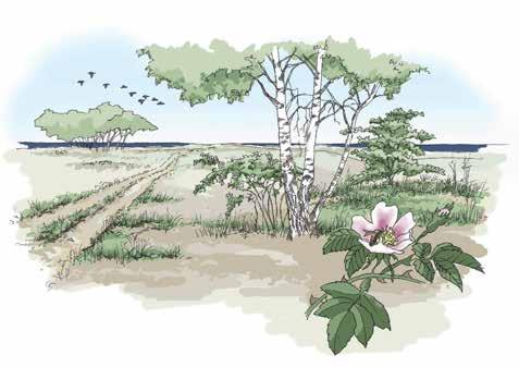 Sandmark Sandmark är områden utmed kusten med begränsad vegetation. Utöver dessa ytor redovisas även sandig mark som klassas som gräsmark eller skogsmark.