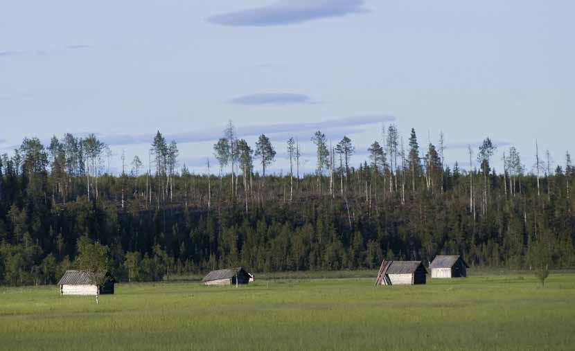Foto: Anders Alm Vasikkavuoma i Pajala Kommun. Lador står på slåttermyren med ett kalhygge i bakgrunden.