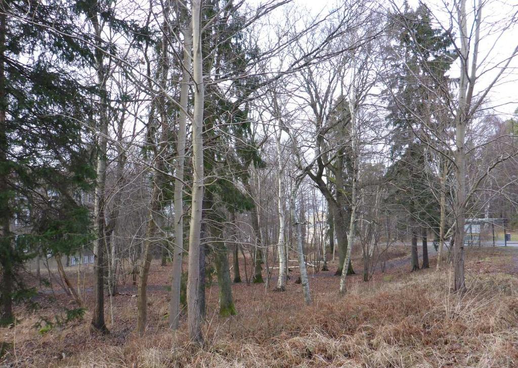 Vid stigens norra del står den största eken i utredningsområdet, den har en stamdiameter på 95 cm, se figur 5.