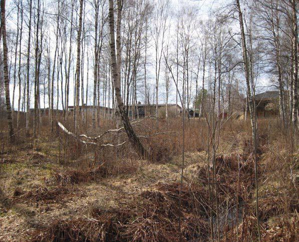 Uppkommande sly: Björk, sälg, ek, enstaka fågelbär och ask. Fältskikt: Gräs, hallon, tuvtåtel, svinrot, ljungfrumarie nycklar, grönvit nattviol m.fl. arter.