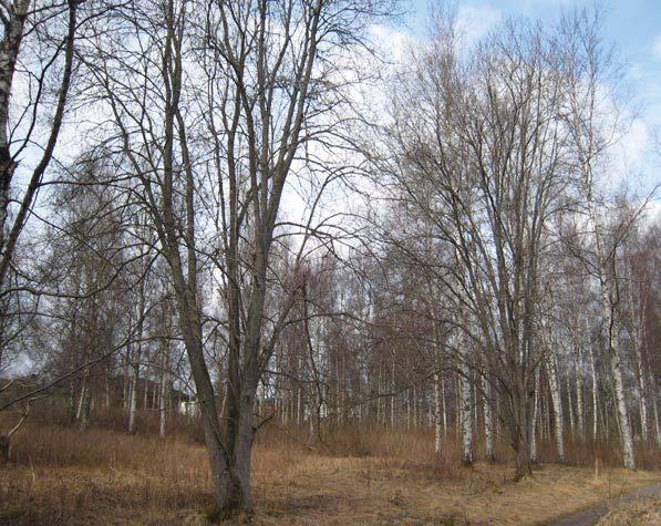 Område 5 Södra delen öppen, fuktig mark, med enstaka solitära träd och träd längs stenmur och dike. I norra delen gles björkskog och mycket sly. Trädslag: björk, sälg, bindvide, asp, al.