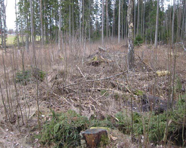 Område 9 Öppen gran- och tallskog. Mycket använt och delvis upptrampat. Trädslag: Gran, tall. Uppkommande sly: rönn, björk, fläder Fältskikt: Gräs, stensöta, blåbärsris, vårfryle m.fl arter 9.