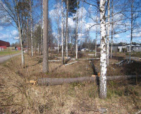 Röj fritt runt sälg och ek. Område 15 Stormdrabbad yta, med uppslag av sly och låga ekar. Området fungerar som en öppen entré över ån in i barrskogspartiet.