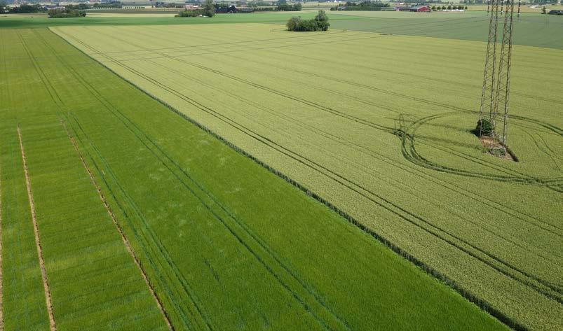 Drönare i fältförsök bra tillämpning Sommarens