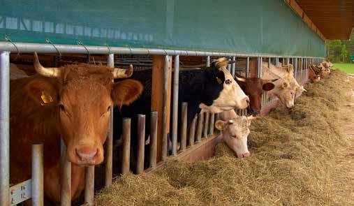 Resultat 500 000 HEKTAR NATURBETESMARKER KAN PRODUCERA 10 20 KG KÖTT PER PERSON OCH ÅR Under 25 år har 41 ligghallar byggts eller byggts om vilket har bidragit till större betes arealer.