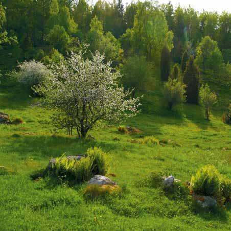 WWFs naturbetesprojekt långsiktiga effekter av 25 års arbete FANTASTISKT RESULTAT Under projektets gång har 30 000 hektar naturbetesmarker restaurerats eller fått förstärkt hävd.