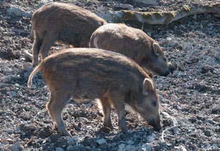 VITNOSSJUKA HOS FLADDERMÖSS Svamporganismen Geomyces destructans orsakar sjukdomen White Nose Syndrome och massdöd bland fladdermöss i Nordamerika.