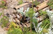Rekommenderad taklutning 0-5 Uppbyggnad: 1 Veg Tech Örtpluggplantor - Bygghöjd (mm) 2 3 4 5 1 2 Bjälklagsjord ca 120-160 3 Grodan PP 100/40 40 Vikt kg/m² vattenmättad Vattenhållande förmåga l/m²