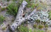Växter som tål torka, mager jord, en grund växtbädd samt exponering för sol och vind hämtas därför i naturtyper som havsstrandäng, hedar, torräng, alvarmark och ruderatmark.