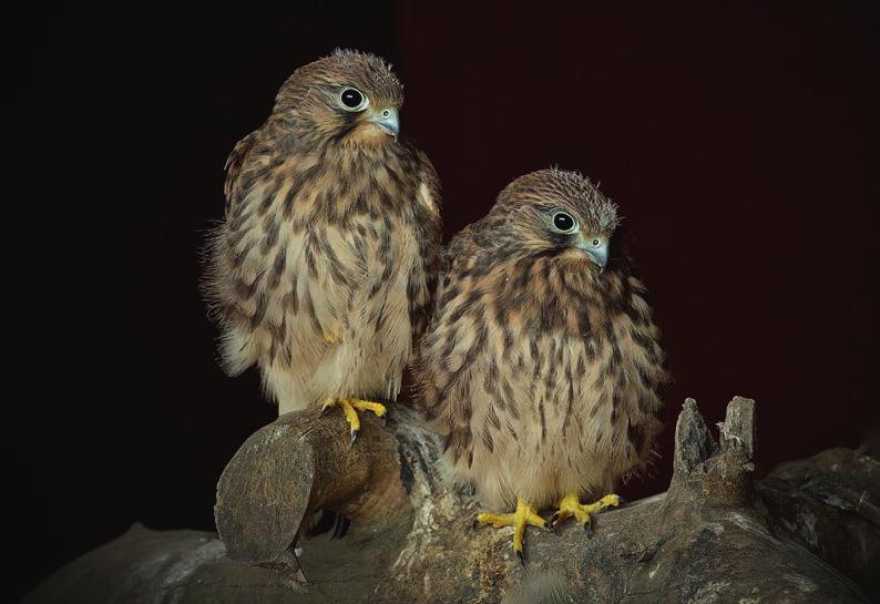 Ovanligt många tornfalkar togs om hand under året inte mindre än 14 stycken. Foto: Anders Åkesson. Återfynden rasar inte in precis och de flesta fick vi genom att hitta dem själv.