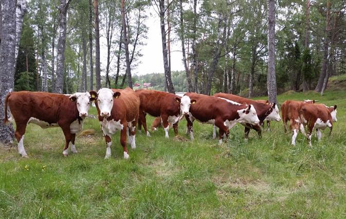 Dnr 2017/00704 Om märkning och upphandling av