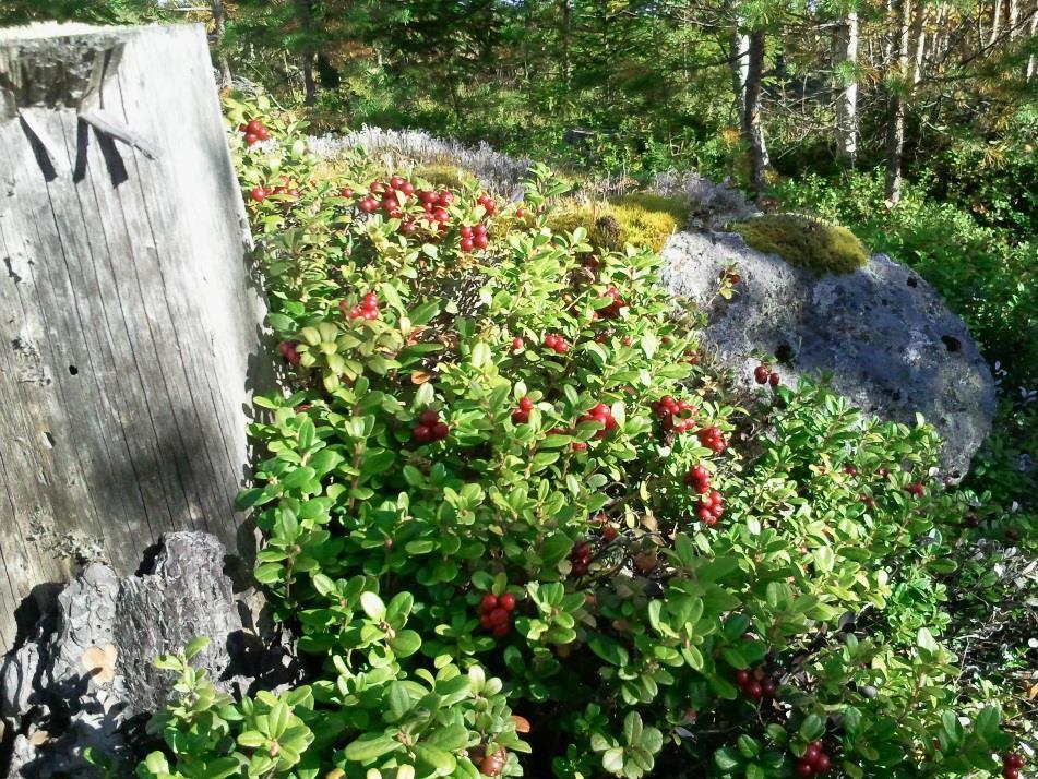 Det är inga konstigheter utan handlar bara om ett bra bemötande och sunt