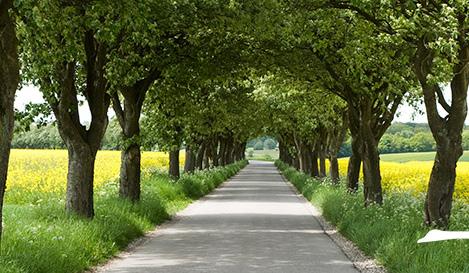 Plantera trädalléer utmed en del av vägarna i Klagstorp. Främja föreningslivet i Klagstorp för att bidra till en levande ortsmiljö.