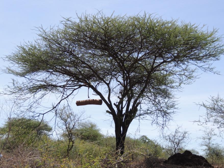 lådor. Lådorna utformades i två varianter, Tanzania top bar hive och Kenya top bar hive. Det var just ingen större skillnad förutom att den Kenyanska hade lite mer sluttande tak.