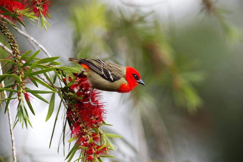 MAURITIUS 3 november 16 november, 2018 Följ med på en specialdesignad resa till den tropiska ön Mauritius!