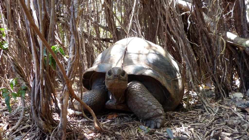 Dag 5 Ons 7 nov PÉREYBÈRE - ILE AUX AIGRETTES - VALLÉE DE FERNEY (FRUKOST/LUNCH) Heldagsutflykt med Mauritius Wild Life Foundation Vi börjar med en guidad tur i Vallée de Ferneys naturreservat följd