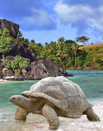 Vi bjuds på vackra vyer och magiska solnedgångar. Vi avslutar med tre nätter på ön Praslin och gör därifrån utflykter till Vallée de Mai med sin kända och dessutom världens största nöt.