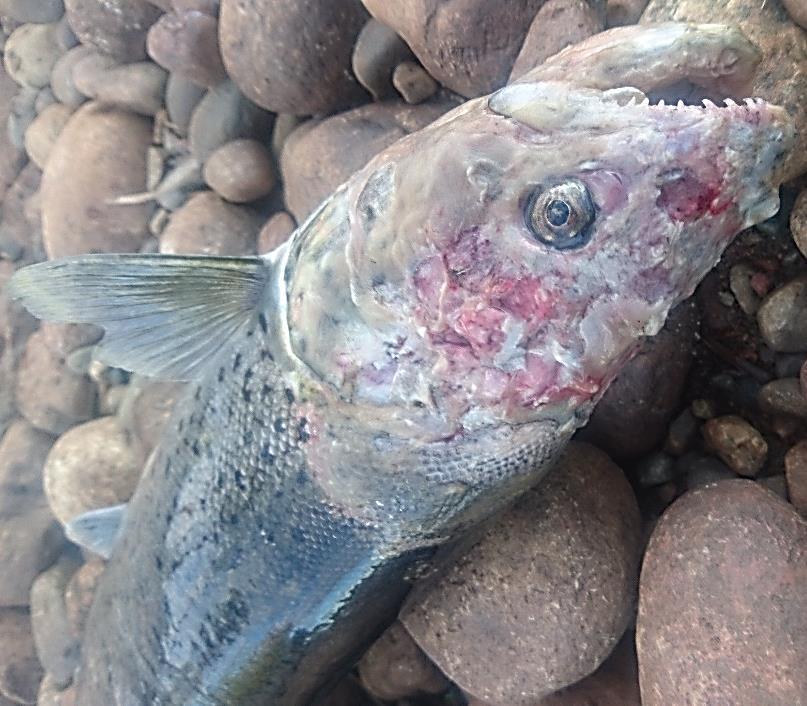 Alla rörde lax utom en där det är oklart om det rör sig om en lax eller en öring. Åtta fiskar var hittade döda, fem var svaga eller döende, sex var tagna vid sportfiske och två var fångade i nät.