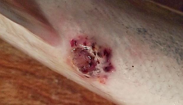 7 Från mellersta-södra Norrland har merparten av rapporterna kommit från Ljungan och Indalsälven. En rapport från Ångermanälven inkluderade dock över hundra fiskar.