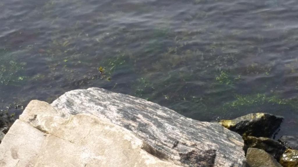 av alger i ytorna med stenkross under vattenytan.