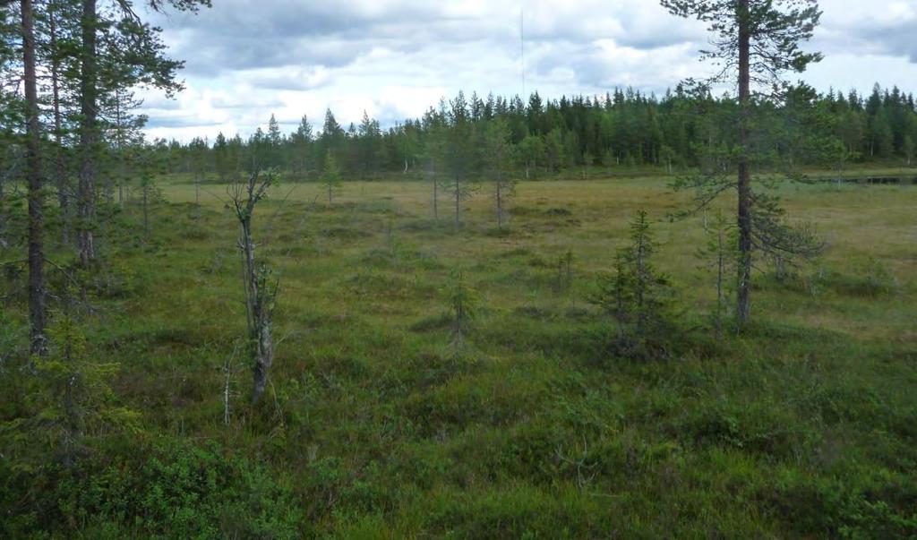 16 Figur 11. Den nordligaste delen av utredningsområdet består av en myrmark och bortom denna en mindre moränkulle med härden RAÄ Piteå socken. Foto mot NO: 2017.