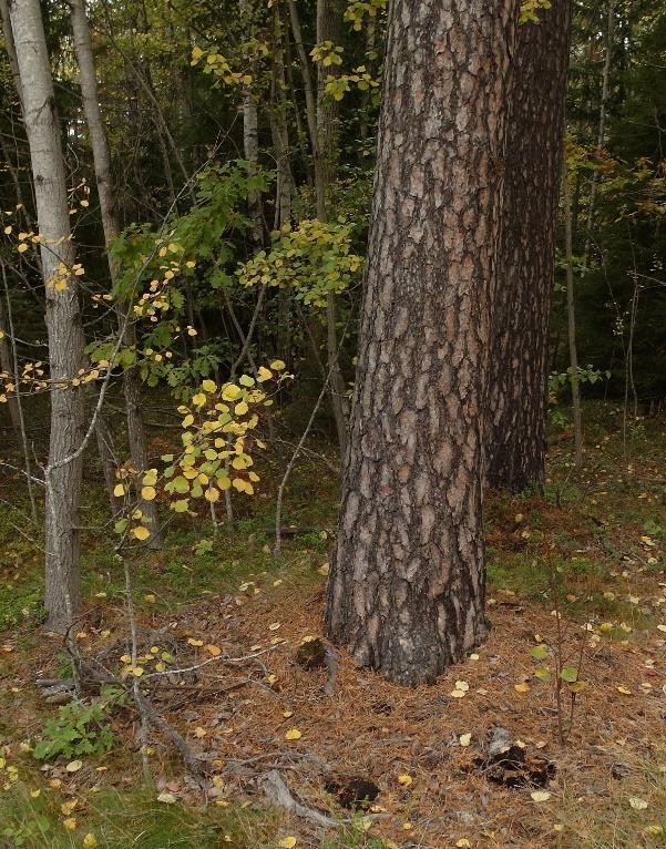 De svarta fläckarna vid basen av den gamla tallen i område 14 är ett par