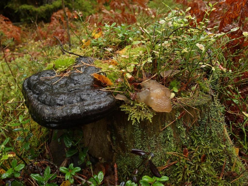 Den döda vedens stora betydelse för biologisk mångfald - en granstubbe